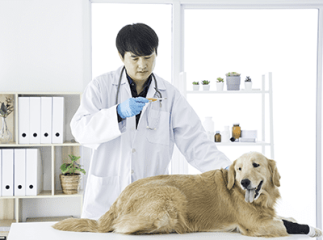 Température corporelle du chien